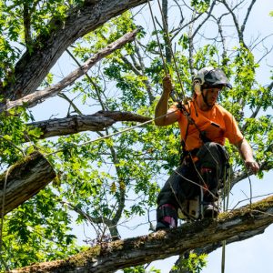 Worker in orange shirt climbing in tree cutting off dead branches in North Carolina